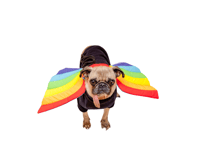 Image 1 of Rainbow Wings 