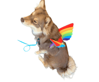 Image 2 of Rainbow Wings 