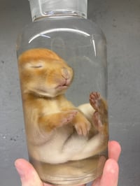 Image 2 of Brown Baby Bunny