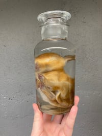 Image 3 of Brown Baby Bunny