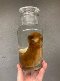 Image 4 of Brown Baby Bunny