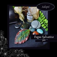 Image 10 of ☽ Fagus Sylvatica ☾