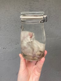 Image 1 of Baby Guinea Pig