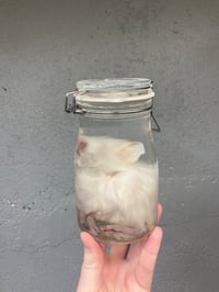 Image 2 of Baby Guinea Pig