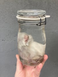 Image 4 of Baby Guinea Pig