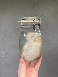 Image 5 of Baby Guinea Pig