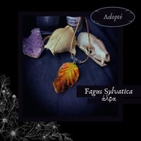 Image 2 of ☽ Fagus Sylvatica ☾