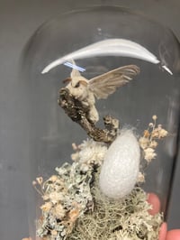 Image 2 of Silk Moth Dome