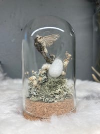 Image 1 of Silk Moth Dome