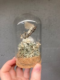 Image 4 of Silk Moth Dome