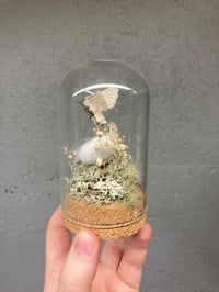 Image 5 of Silk Moth Dome
