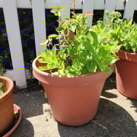 Potted Orpine Succulent & Tea Rose
