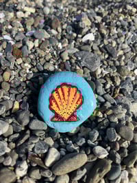 Orange Shell