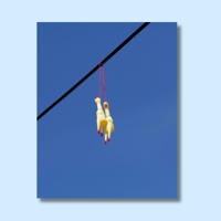 Screaming Chicken