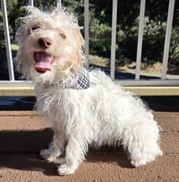 Image 4 of lobo spring market bandana