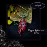 Image 3 of ☽ Fagus Sylvatica ☾