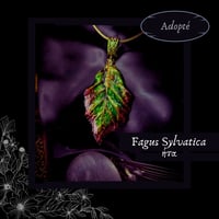 Image 7 of ☽ Fagus Sylvatica ☾