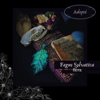 Image 8 of ☽ Fagus Sylvatica ☾