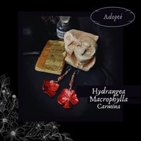 Image 1 of ☽ Hydrangea Carmina ☾