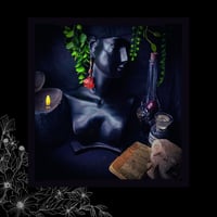 Image 2 of ☽ Hydrangea Carmina ☾