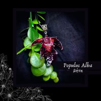 Image 1 of ☽ Populus Alba ☾