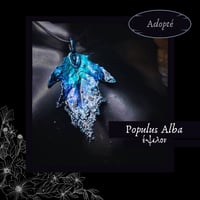 Image 3 of ☽ Populus Alba ☾