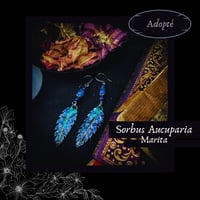 Image 1 of ☽ Sorbus Marita ☾