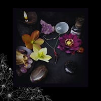 Image 2 of ☽ Penna Viola ☾