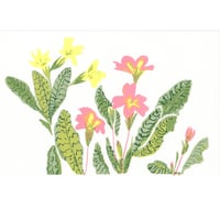 Primroses