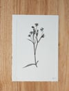 Greater Stitchwort 03 - A5 - Original Botanical Monoprint 