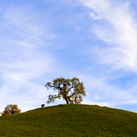 Mt.Diablo Foothills - Print 2