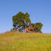 Shell Ridge Open Space Print
