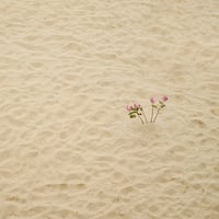 Beach Flowers Print