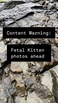 Image 1 of  Fetal Kitten