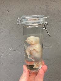 Image 2 of  Fetal Kitten