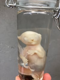 Image 3 of  Fetal Kitten