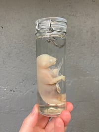 Image 4 of  Fetal Kitten