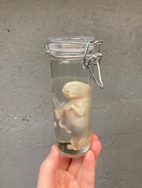 Image 5 of  Fetal Kitten