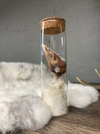 Image 2 of Mummified Turkey Head