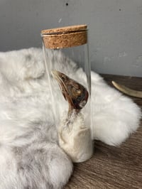 Image 3 of Mummified Turkey Head