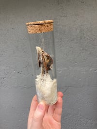 Image 4 of Mummified Turkey Head