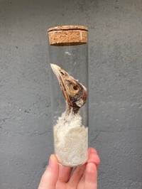 Image 1 of Mummified Turkey Head
