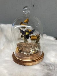 Image 1 of Indonesian Carpenter Bee