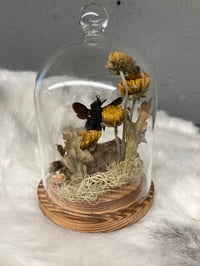 Image 2 of Indonesian Carpenter Bee