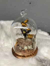 Image 4 of Indonesian Carpenter Bee