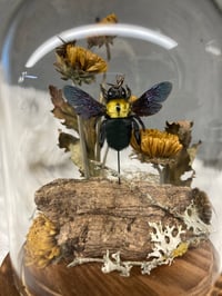 Image 5 of Indonesian Carpenter Bee