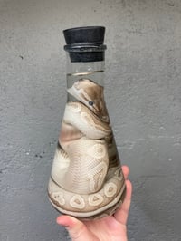Image 2 of Ball Python