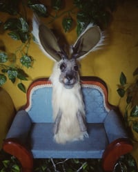 Image 2 of Jackalopes