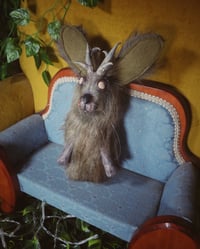 Image 5 of Jackalopes