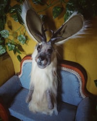 Image 3 of Jackalopes
